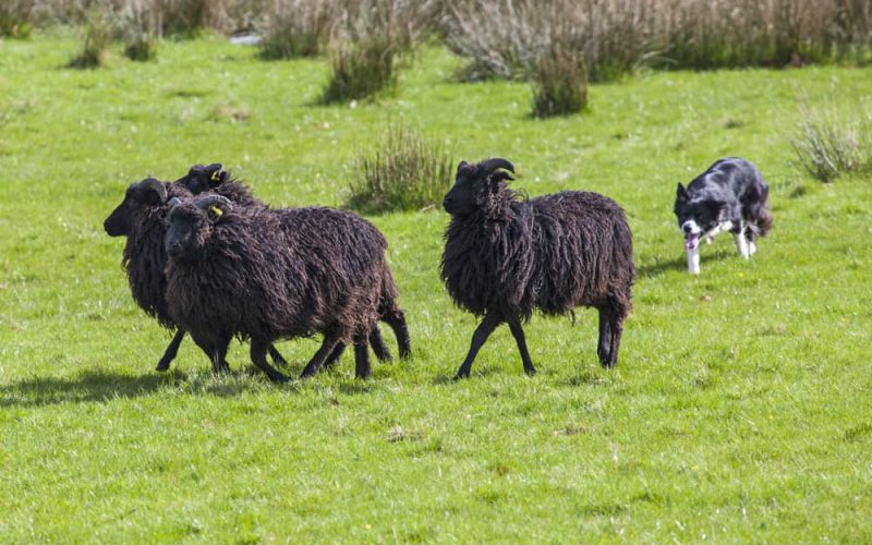 A sheep dog herding a flock of sheep on farmland.