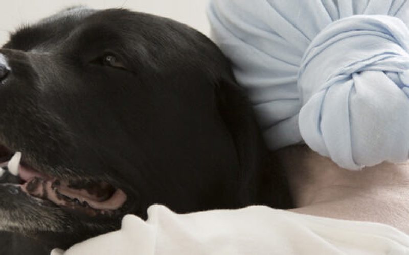 Back view of sick person with blue headscarf hugging black dog during animal assisted therapy