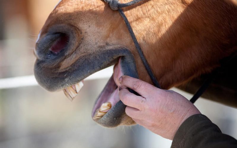 Horse Dentist at work check horse mouth