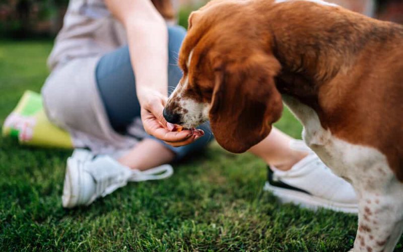 Close-up image of female person giving snack to a dog outdoors.