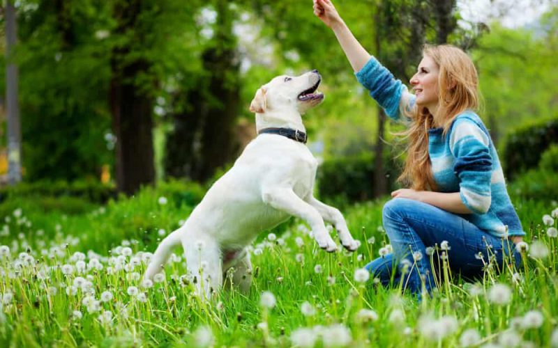 Beautiful woman with playful young dog on fresh green meadow