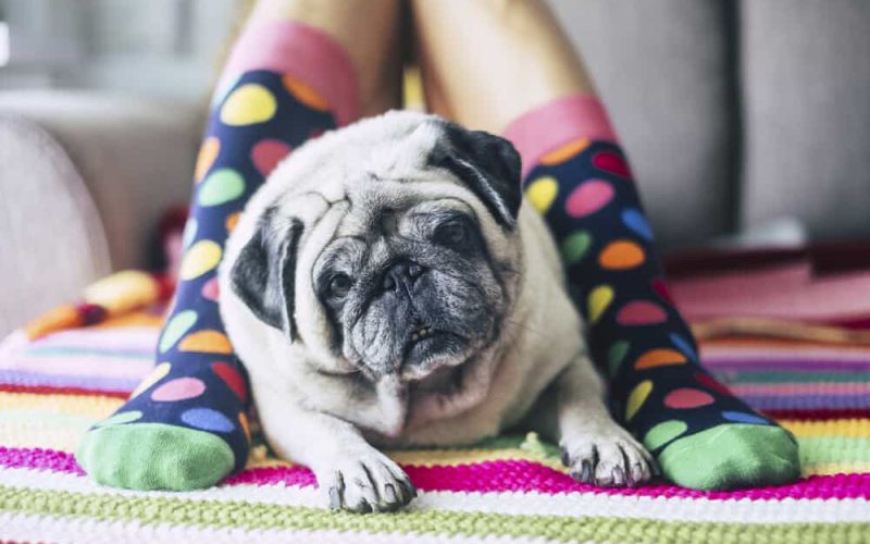 cute close up of pretty pug between two legs with coloful socks - best friend of the man forever and alwais together - dog looking at the camera
