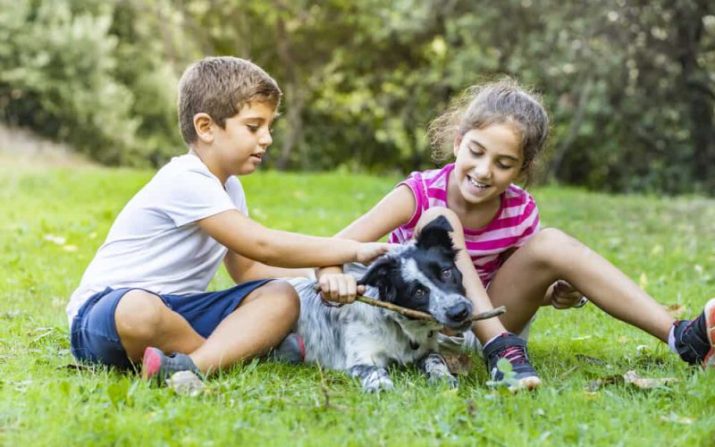 Two kids playing with a border collie on a field