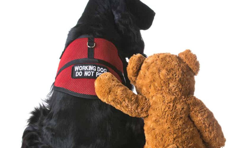 therapy dog sitting beside a teddy bear on white background