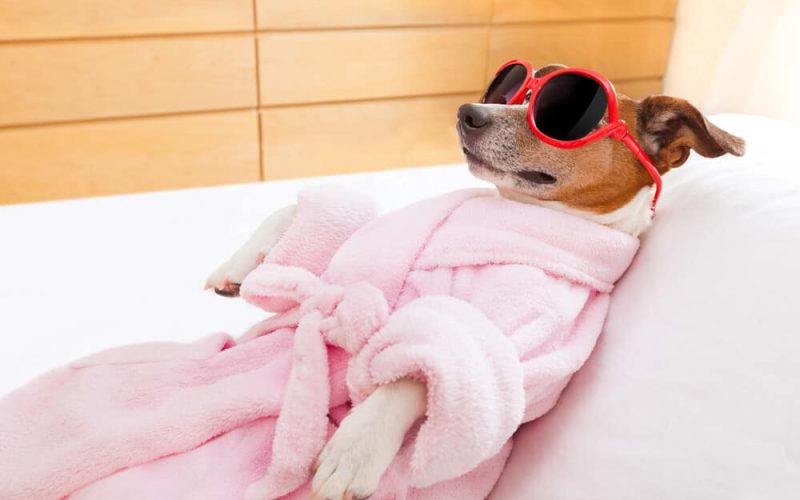 jack russell dog relaxing  and lying, in   spa wellness center ,wearing a  bathrobe and funny sunglasses