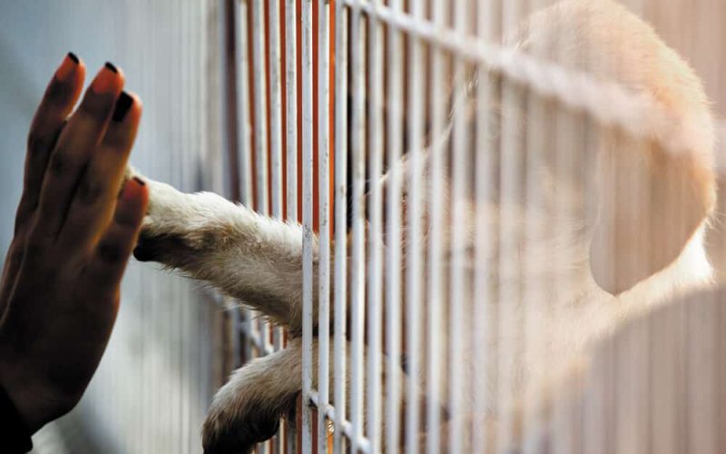 Human hand is touching a cute little doggie paw through a fence of a adoption centre.