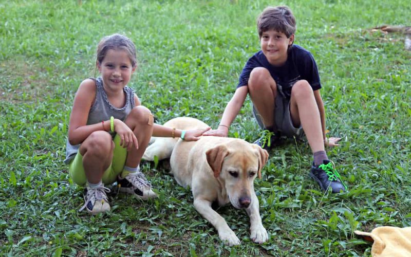 two young brothers play with the Labrador Retriever in the Meadow