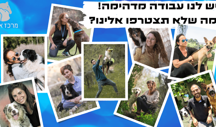 קורס כלבנות טיפולית קורס אילוף כלבים מרכז אופק